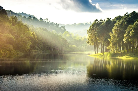 Nachhaltigkeit bei Aareon: Flusslandschaft im Nebel mit grünen Bäumen am Ufer.
